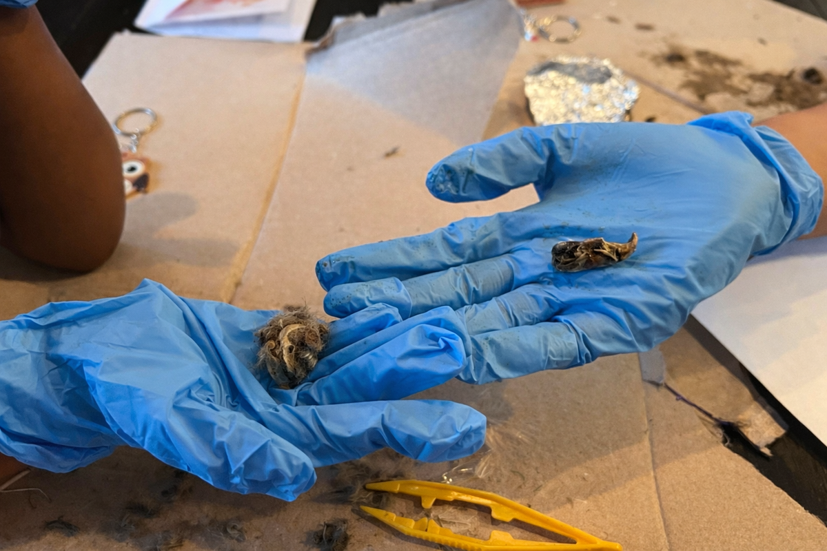 Pellet Science Owl Pellet Discovery Lab – Element Lab